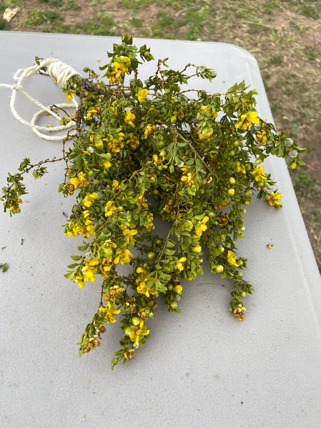 Reclamation with Each Harvest: Plant Wisdom, Medical Racism, and the Criminalization of Foraging